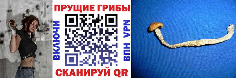 Галлюциногенные грибы Psilocybine cubensis  Курчалой 